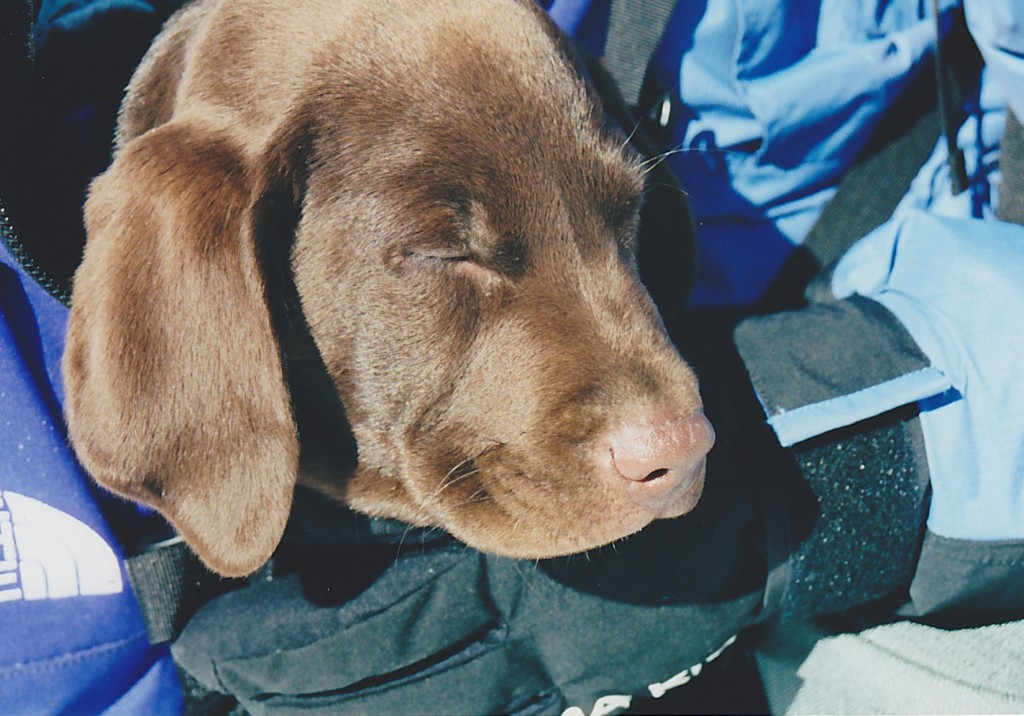 snoozing in the backpack